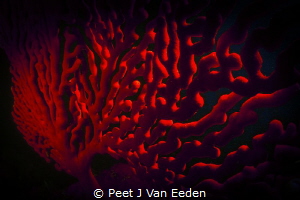 Sea Fan Maze by Peet J Van Eeden 